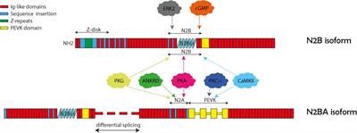 The Giant Protein Titin’s Role in Cardiomyopathy: Genetic, Transcriptional, and Post-translational Modifications of TTN and Their Contribution to Cardiac Disease